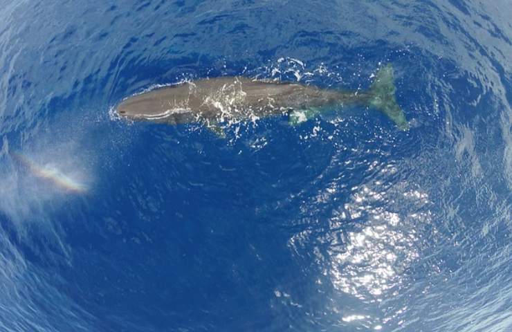 I cetacei più comuni nel Mar Mediterraneo