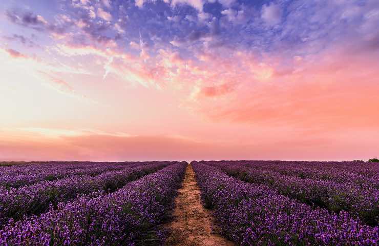 lavanda curiosità interessanti