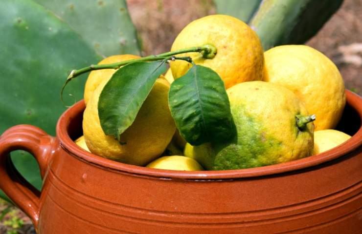 limoni frutto