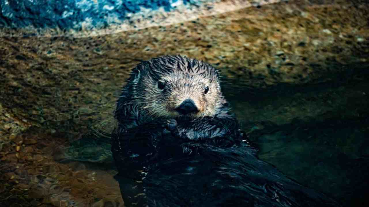 Come mai le lontre marine si tengono sempre per mano