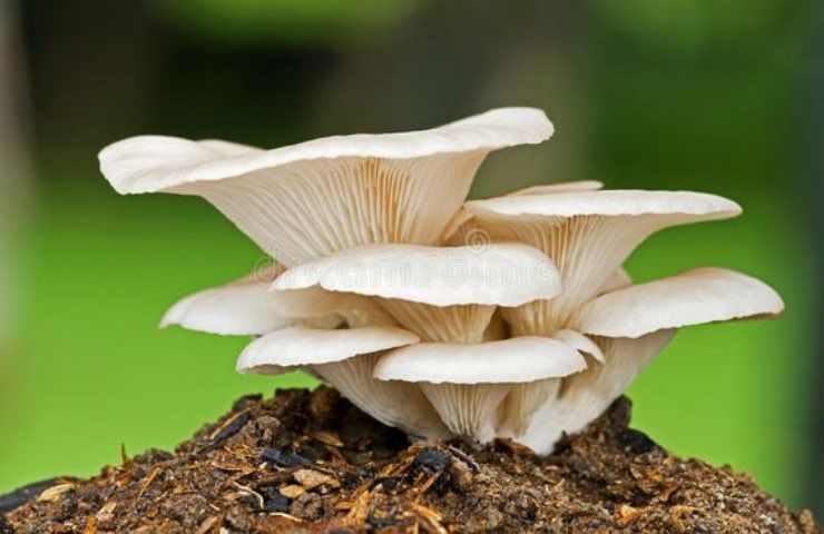 funghi carnivori come riconoscerli