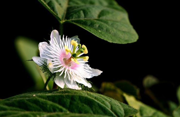 Passiflora, coltivazione ed utilizzi