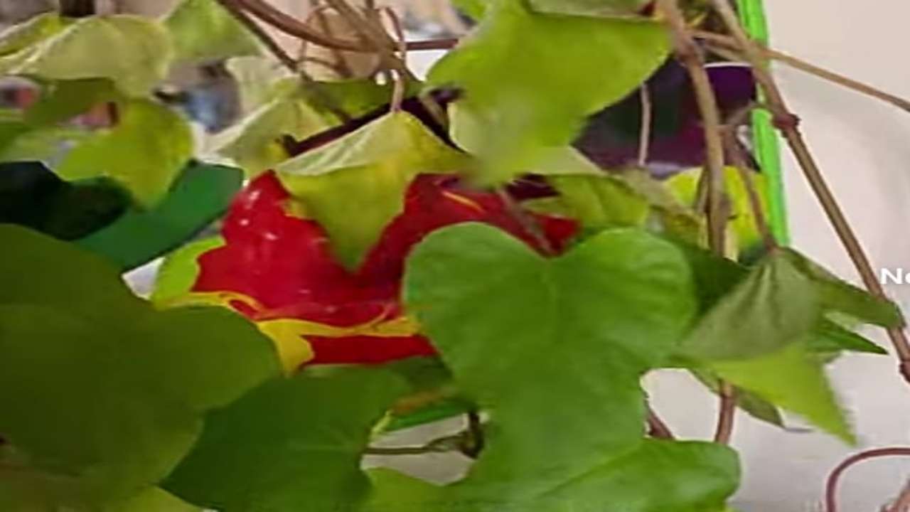 Una patata gli ha invaso casa