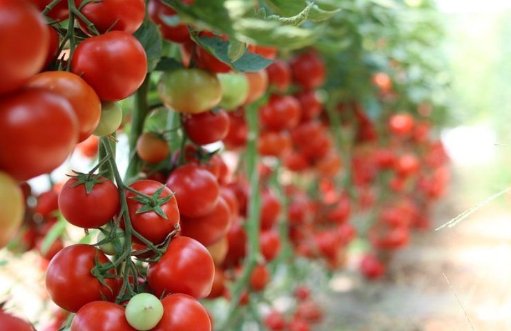 Coltivare i pomodori a testa in giù ha i suoi vantaggi, scopriamoli