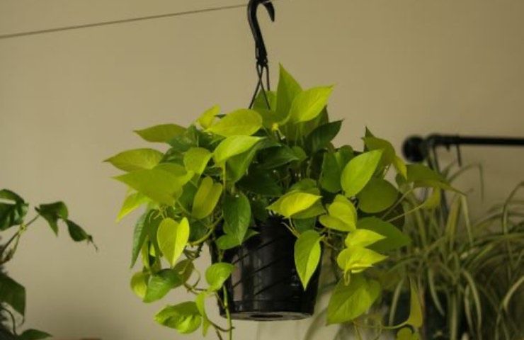 pothos cura esatta