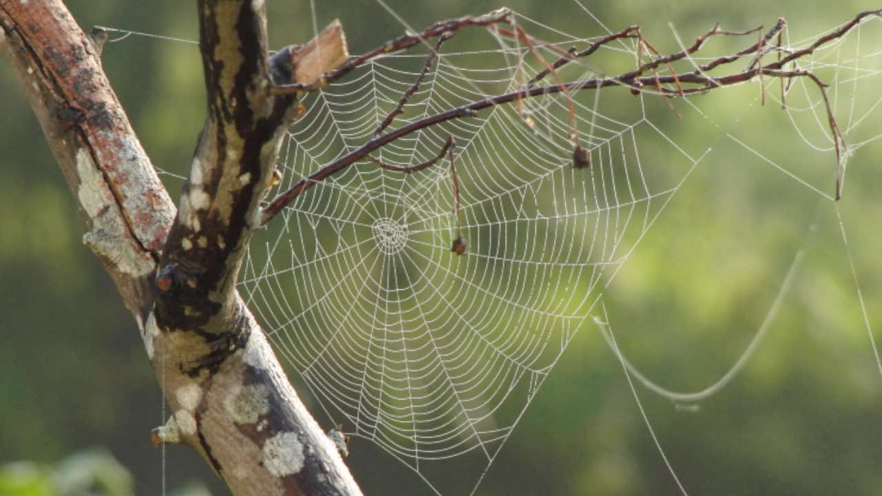 eliminare ragnatele modo naturale