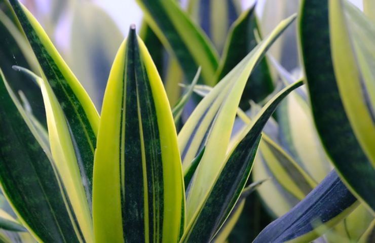 Le 5 piante che abbassano la temperatura, contro l'afa usa loro