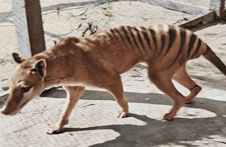 tigre Tasmania estinzione
