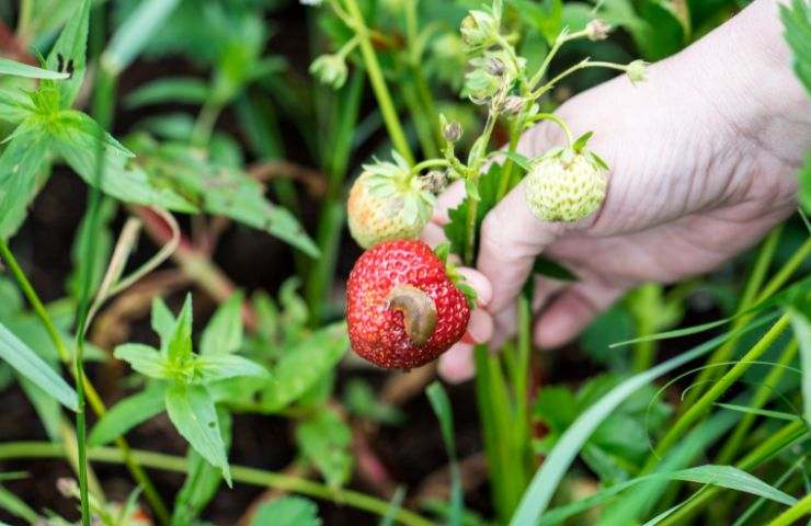 rimedio limacce fragole