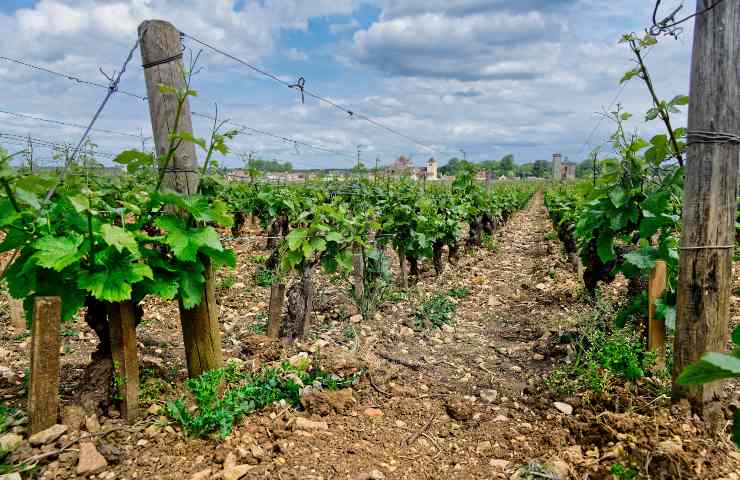 Agricoltura sostenibile: l'aggiornamento 