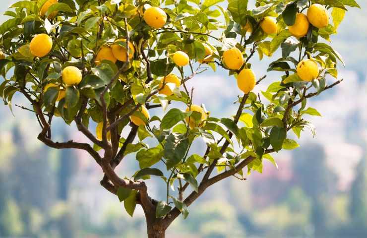 albero limone pulizia