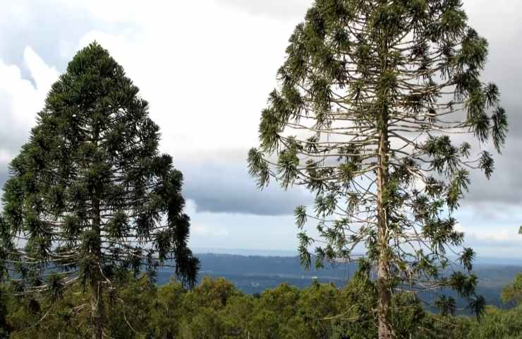 Alberi più pericolosi mondo motivo 