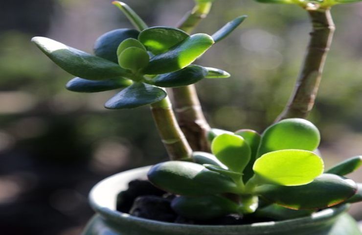 Albero di giada al sole, cosa gli potrebbe accadere