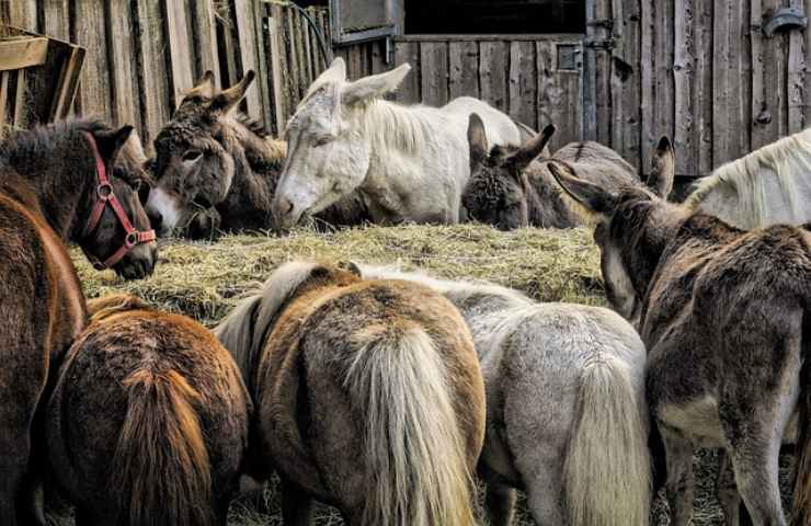 Benessere animali da fattoria, la legislazione dell'UE