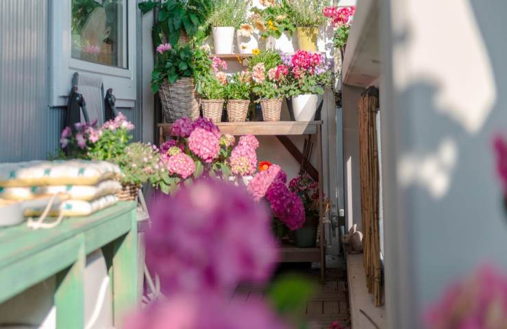 Balcone piante luglio quali scegliere 