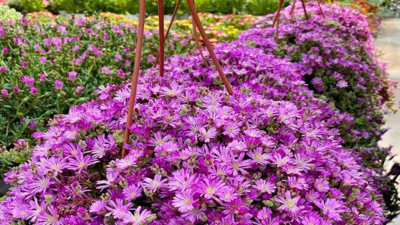 Barba di Giove guida coltivazione