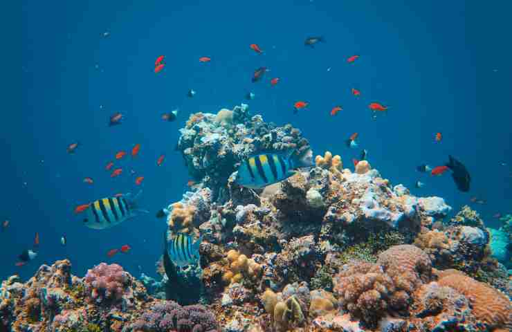 Barriera corallina: il programma per salvarla 