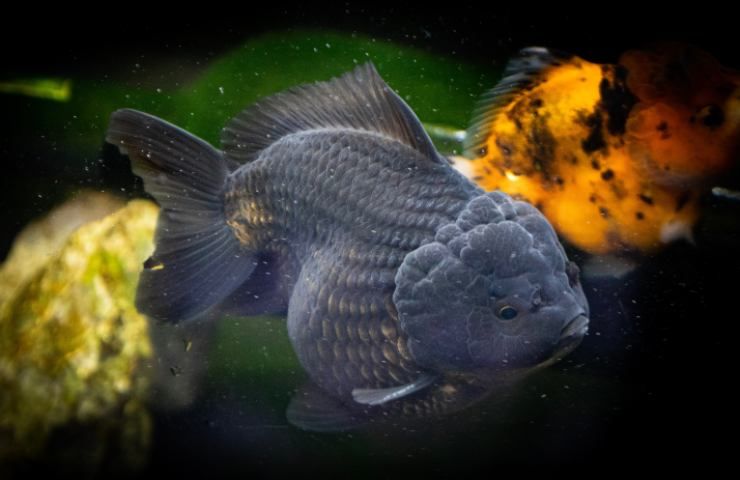 Black Oranda goldfish: incredibile creatura 