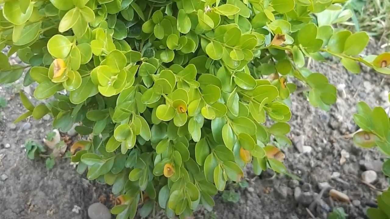 Cylindrocladium buxicola bosso come eliminare