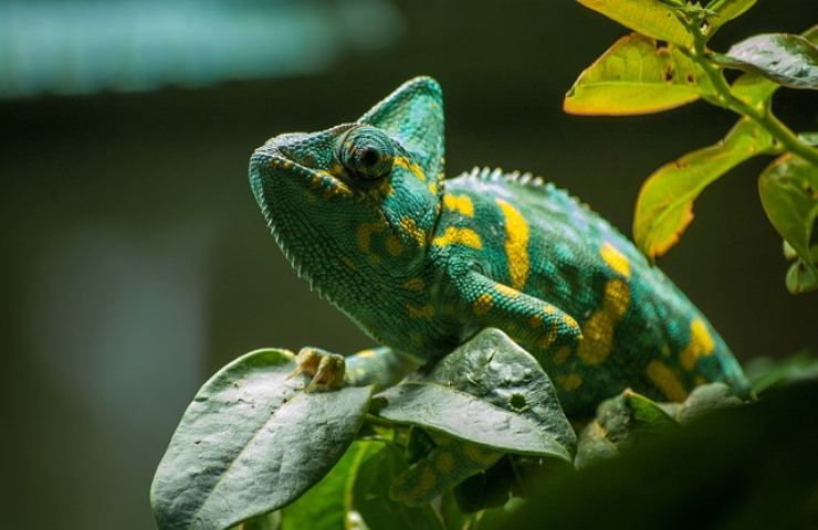 I camaleonti cambiano colore in base all'oggetto che toccano