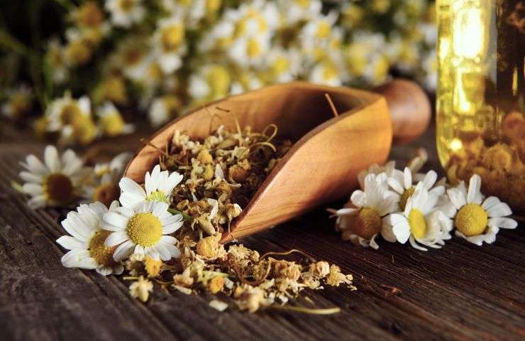 erbe interagiscono farmaci quali evitare