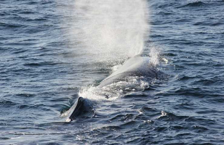 In Sardegna ci sono le balene