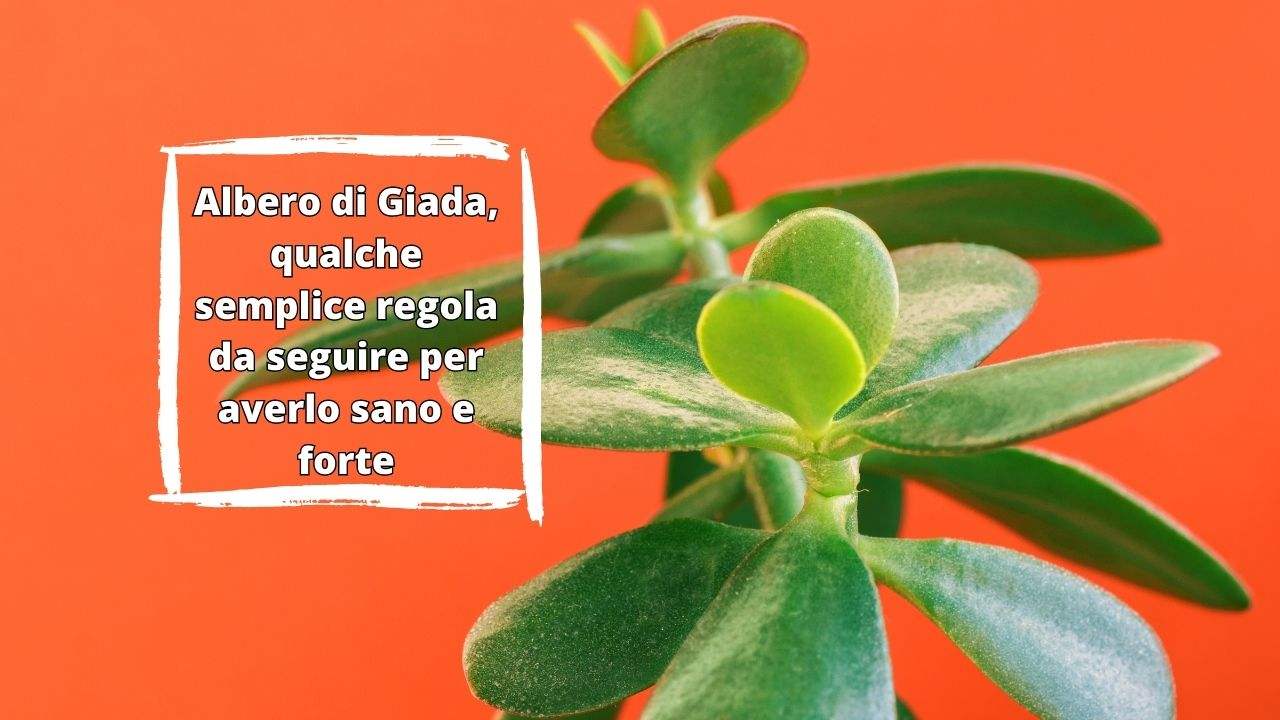 albero Giada sano tutto anno