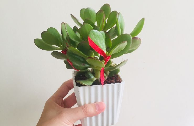 consigli crescita sana Crassula