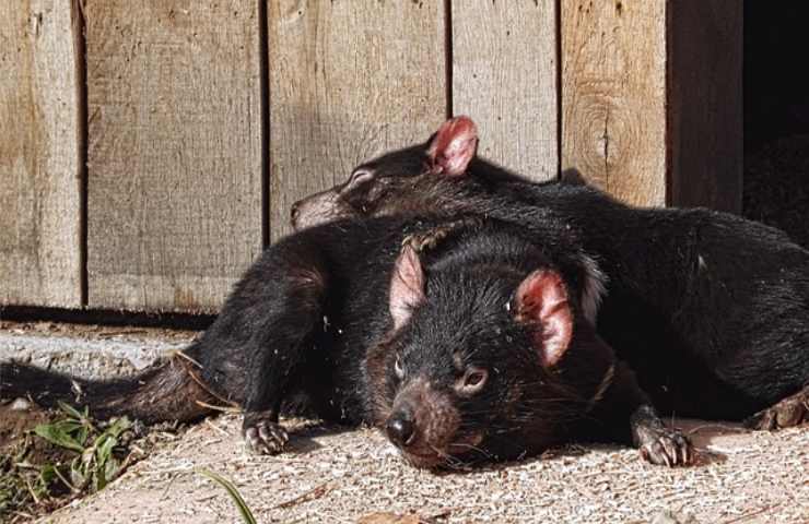 Diavolo della Tasmania