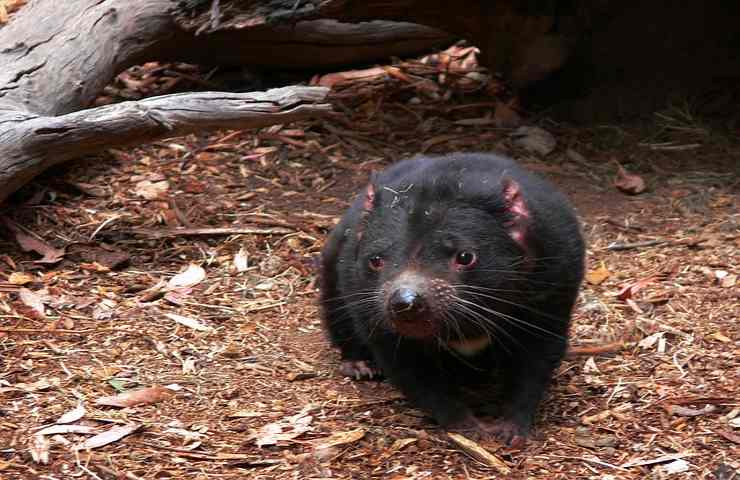 Diavolo della Tasmania