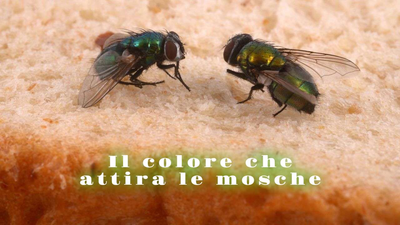colori attraggono mosche