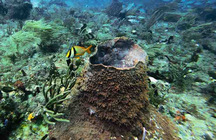 Fondale marino e l'importanza di Posidonia 