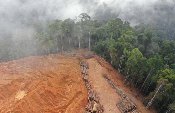foreste tropicali minacciate