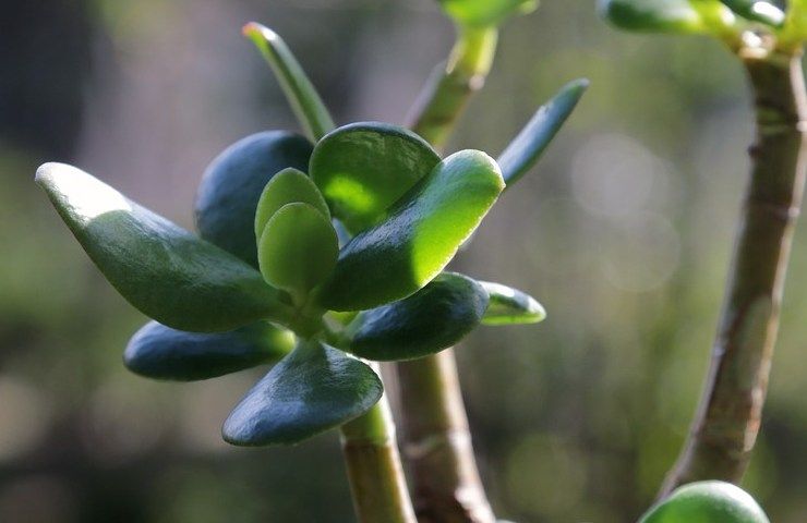 giardino, rigoglioso, antiparassitario, rimedi, suggerimenti, natura