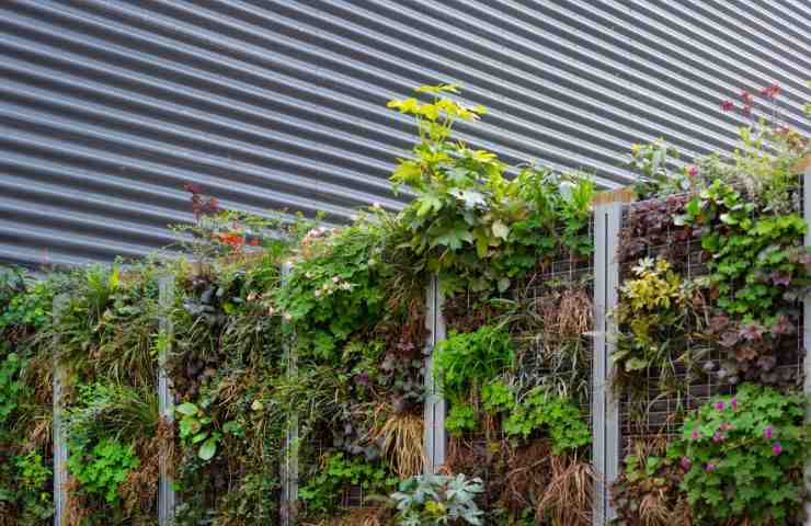 Giardino verticale errori coltivazione 