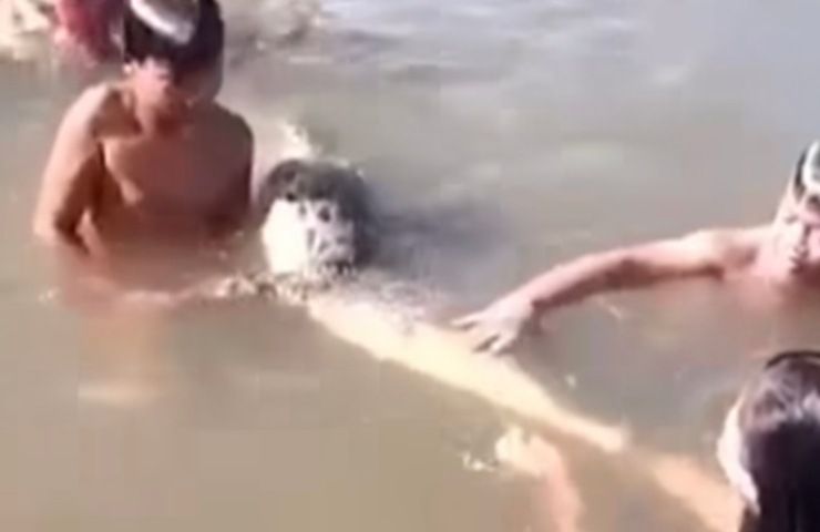 alligatore morto lago