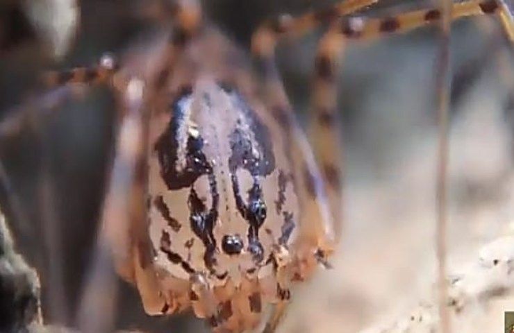Il ragno sputatore, se vive in casa è velenoso: come riconoscerlo