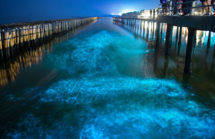 alghe fitoplancton illuminano acque