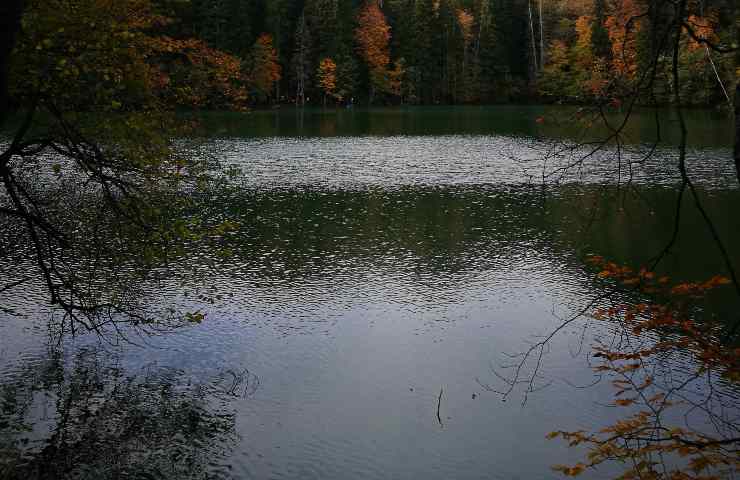 A lake in the United States is in danger from sea vampires: details