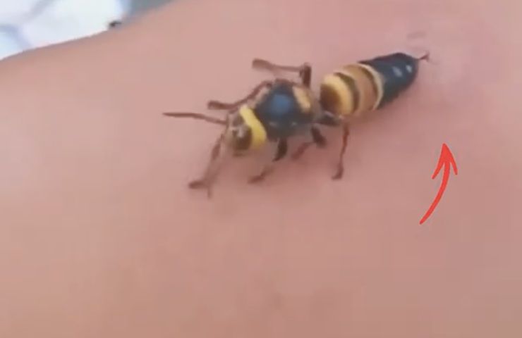 uomo attaccato vespa