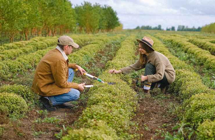 Lavoro agricolo: le novità