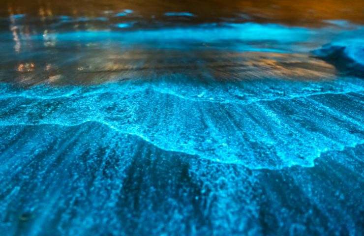fenomeno bioluminescenza mare