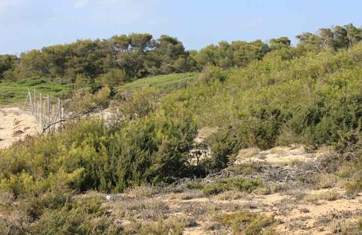 macchia mediterranea 