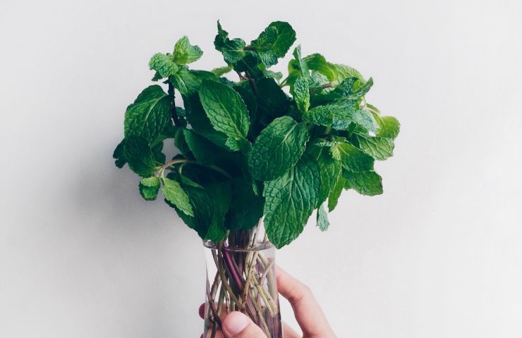 menta piperita repellente rettili insetti