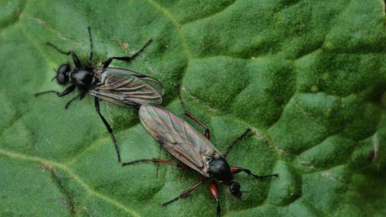 Moscerini: come dirgli addio