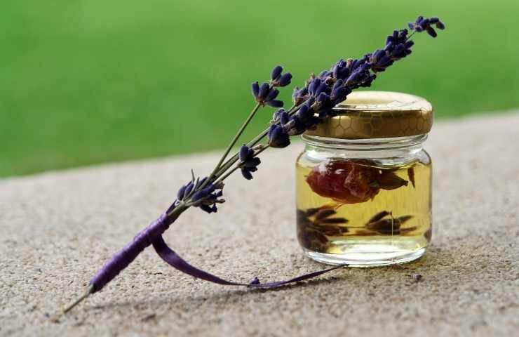 lavanda caratteristiche 