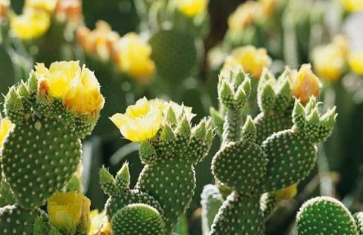 Opuntia Microdasys come si pianta