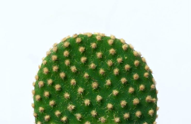 Opuntia Microdasys pianta cura