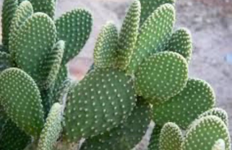 Opuntia Microdasys coltivazione