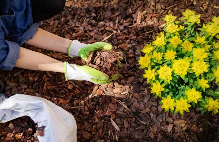 Risparmiare acqua innaffiano piante pacciamatura 